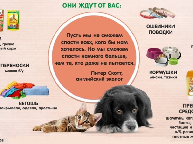 Благотворительная акция для животных приюта «Лучший друг» города Ставрополя.